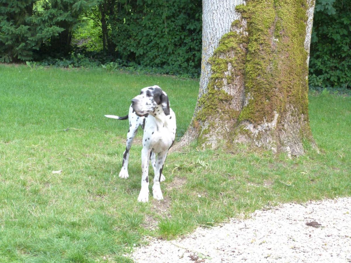 Corps De Ferme Dans Belle Propriete Avec Chiens Et Chevaux Βίλα Venizy Εξωτερικό φωτογραφία
